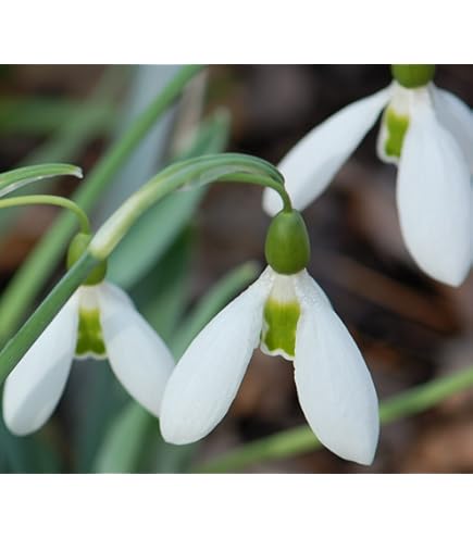 Amazon.com : (2) Spectacular Single Snowdrops/Snowflakes